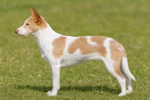 Portuguese Podengo — white with yellow/fawn patches coat
