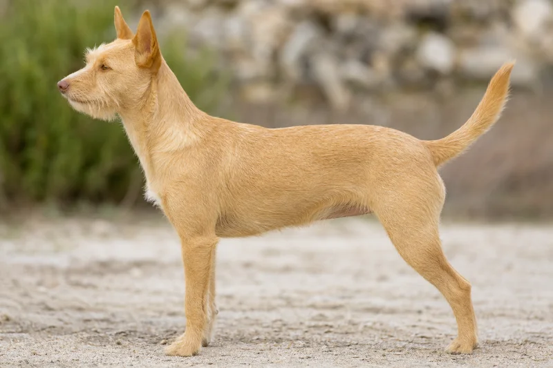 Portuguese Podengo — yellow coat