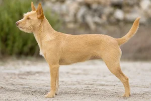 Portuguese Podengo — yellow coat