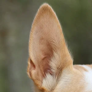 Portuguese Podengo — ears