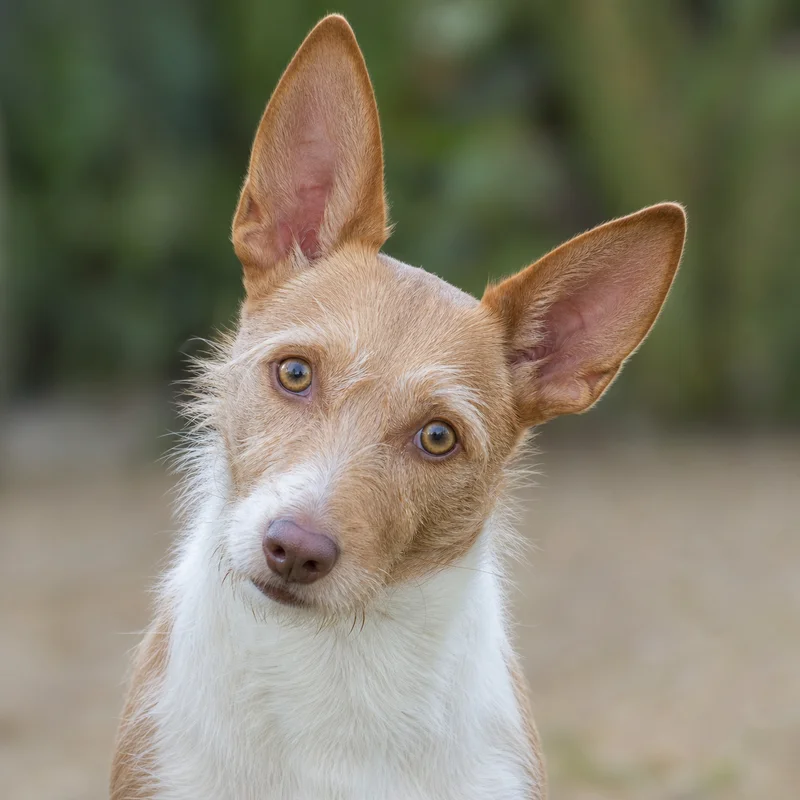 Portuguese Podengo — alert