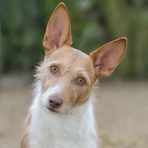 Portuguese Podengo — alert