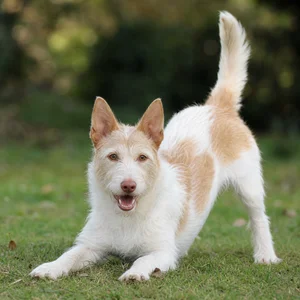 Portuguese Podengo — playful