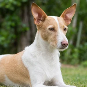 Portuguese Podengo — relaxed