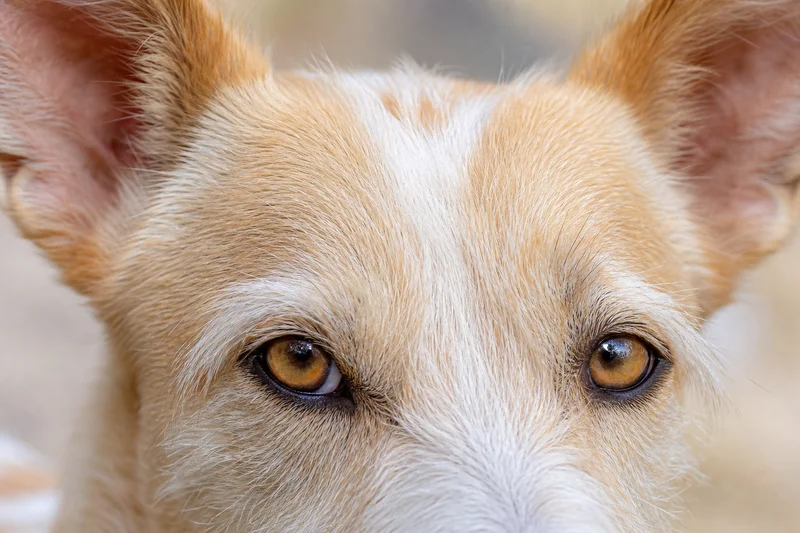 Portuguese Podengo — eyes