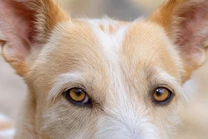 Portuguese Podengo — eyes