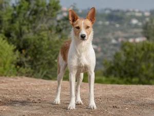 Portuguese Podengo — front
