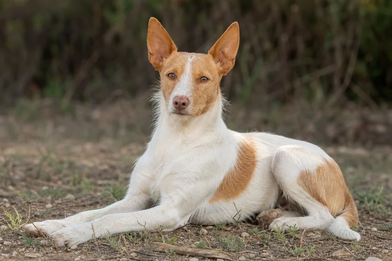 Portuguese Podengo — lying down