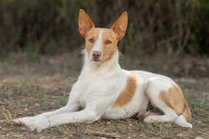 Portuguese Podengo — lying down