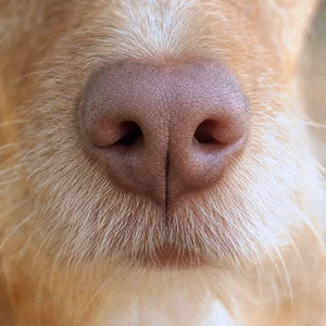 Portuguese Podengo — nose