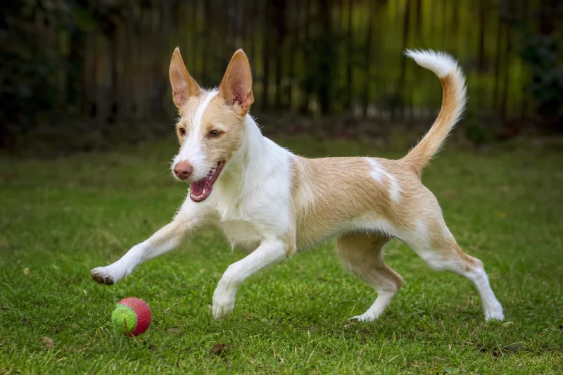 Portuguese Podengo — playing