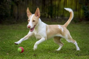 Portuguese Podengo — playing