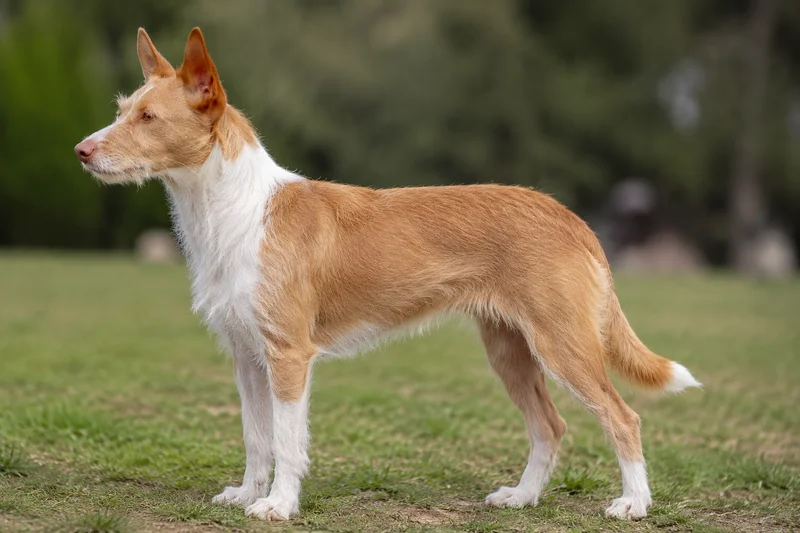 Portuguese Podengo — side