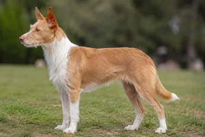 Portuguese Podengo dog