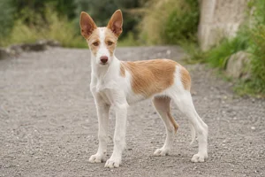 Portuguese Podengo — puppy (~4 mo)