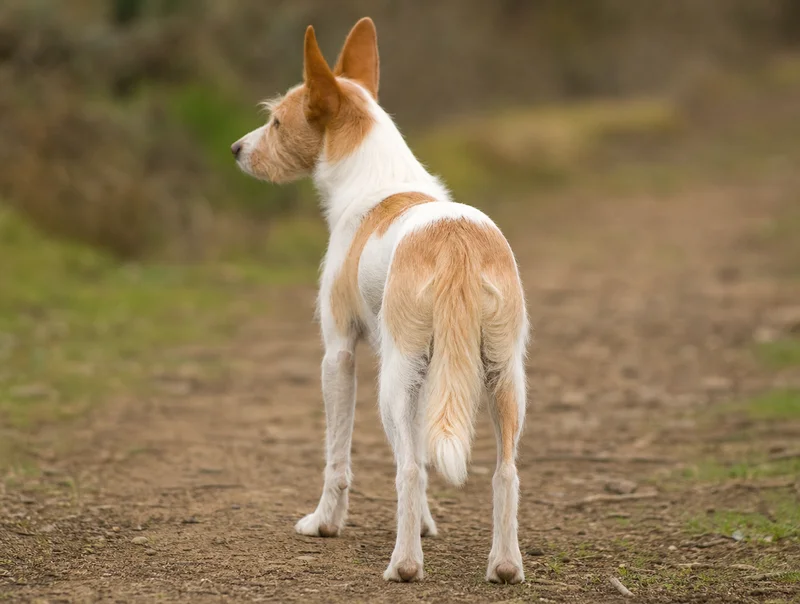 Portuguese Podengo — rear