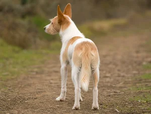 Portuguese Podengo — rear