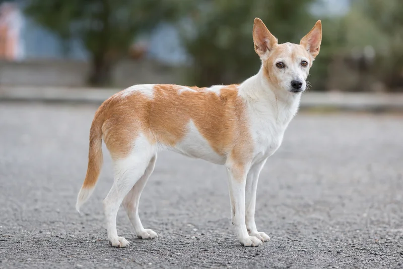Portuguese Podengo — senior