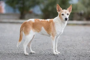 Portuguese Podengo — senior