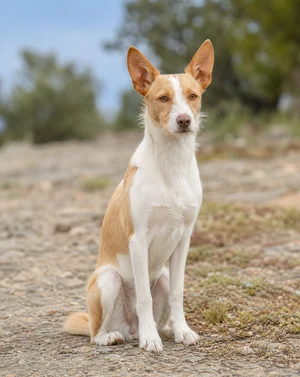 Portuguese Podengo — sitting
