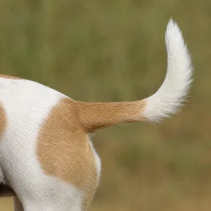 Portuguese Podengo — tail