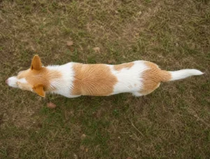 Portuguese Podengo — top