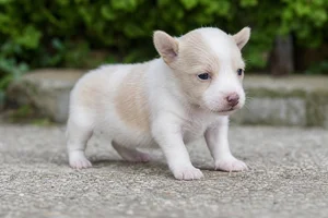 Portuguese Podengo — young puppy (~1 mo)
