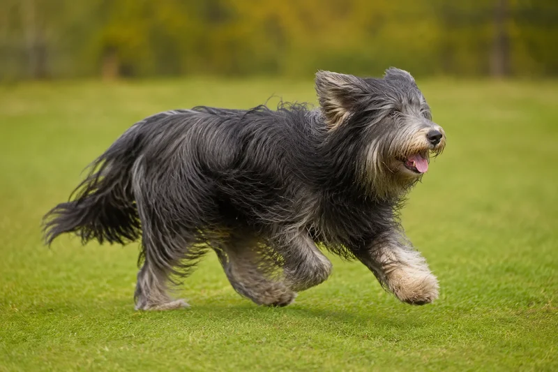 Portuguese Sheepdog — running