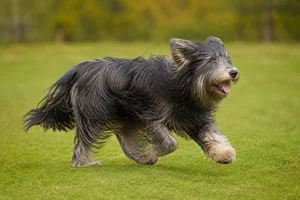 Portuguese Sheepdog — running