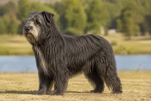 Portuguese Sheepdog — adult