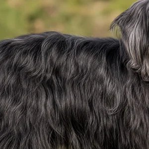 Portuguese Sheepdog — coat texture