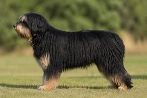 Portuguese Sheepdog — black and tan coat
