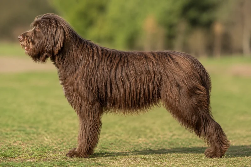 Portuguese Sheepdog — brown coat