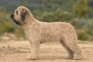 Portuguese Sheepdog — fawn coat