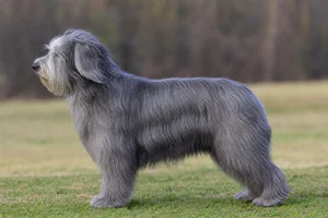 Portuguese Sheepdog — grey coat
