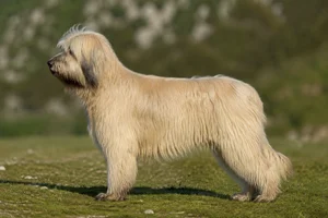 Portuguese Sheepdog — yellow coat