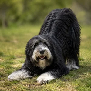 Portuguese Sheepdog — playful