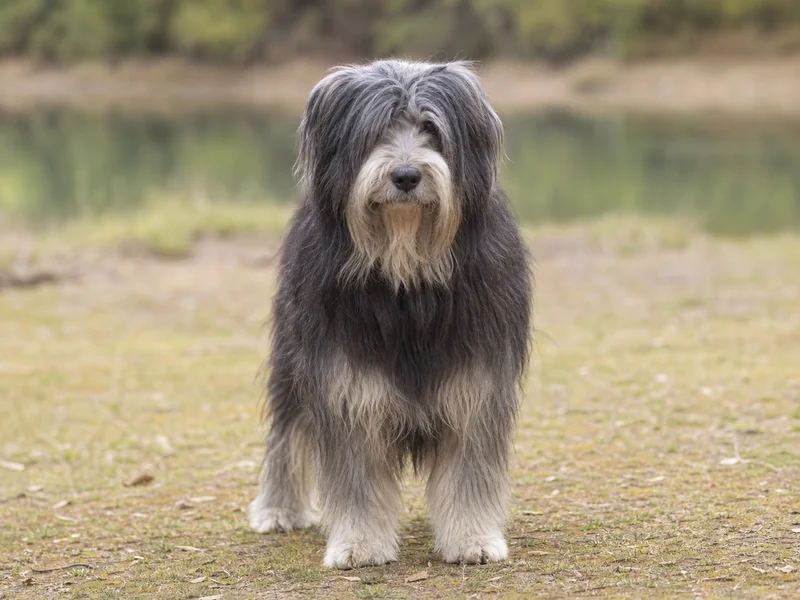 Portuguese Sheepdog — front