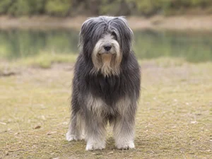 Portuguese Sheepdog — front