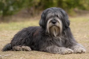 Portuguese Sheepdog — lying down