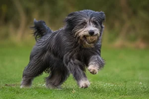 Portuguese Sheepdog — playing
