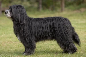 Portuguese Sheepdog dog