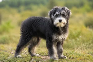 Portuguese Sheepdog — puppy (~4 mo)