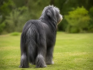 Portuguese Sheepdog — rear