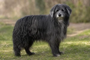Portuguese Sheepdog — senior