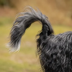 Portuguese Sheepdog — tail