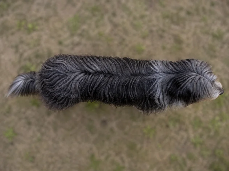 Portuguese Sheepdog — top