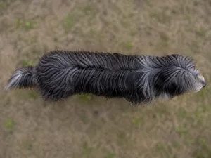 Portuguese Sheepdog — top