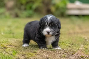 Portuguese Sheepdog — young puppy (~1 mo)