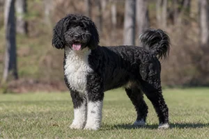 Portuguese Water Dog — adult